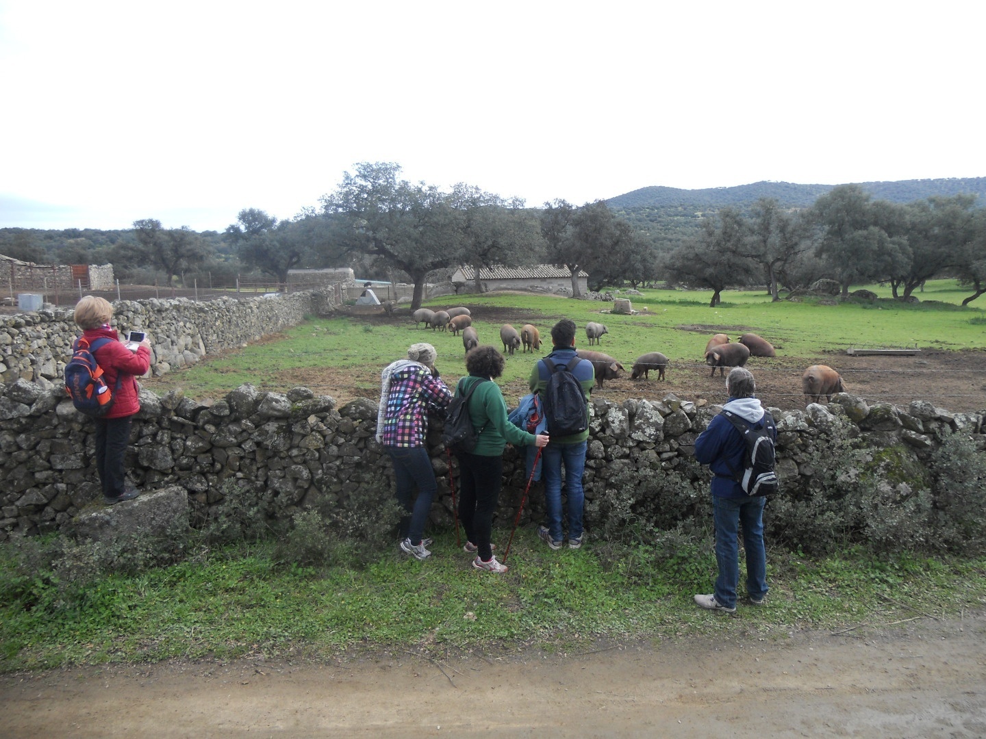 Galería imágenes: Cardeña